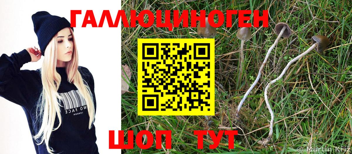Псилоцибиновые грибы Psilocybe Чусовой